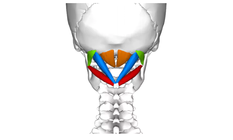 Suboccipital Muscles diagram. Tinnitus Treatment Blog