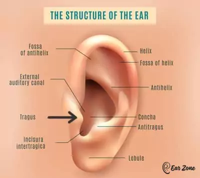 Diagram of the structure of the ear. Ear Zone blog Yoga For Tinnitus